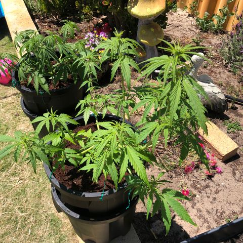 Unknown strain growlog timeline photo