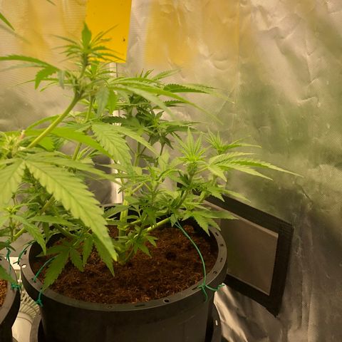 Unknown strain growlog photo: 10 a n b / 20 boost
