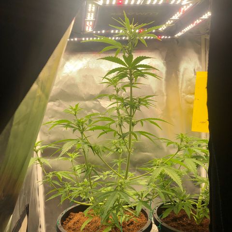 Unknown strain growlog photo: 10 a n b / 20 boost
