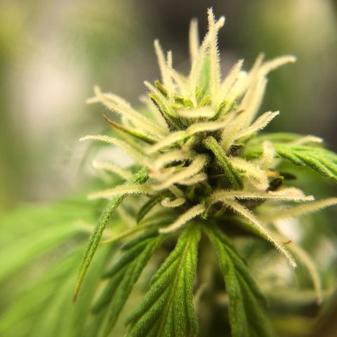 Unknown strain growlog timeline photo