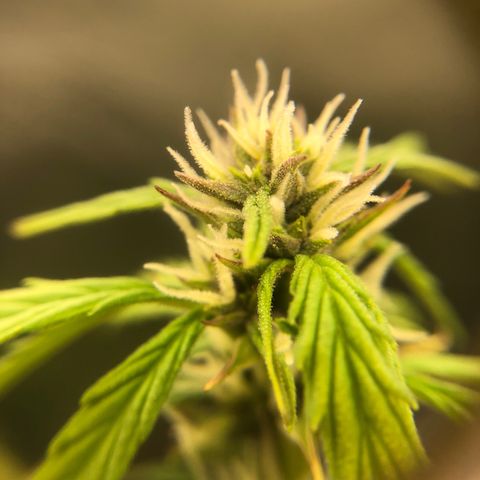 Unknown strain growlog timeline photo