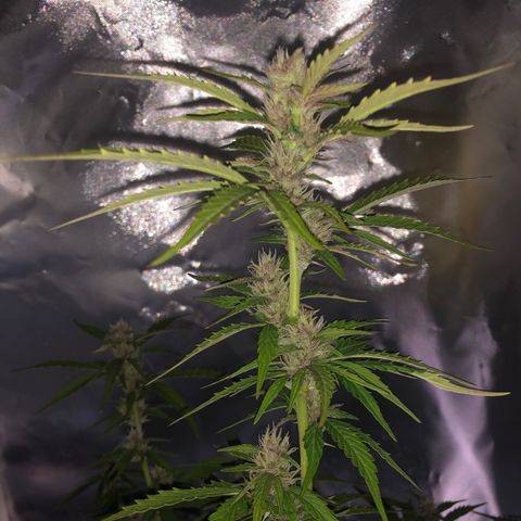 Unknown strain growlog timeline photo