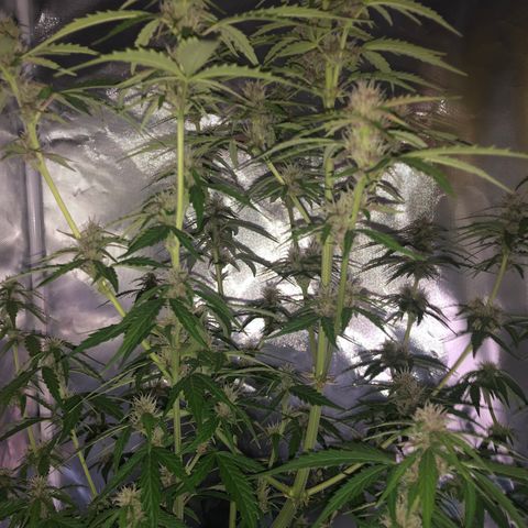 Unknown strain growlog timeline photo