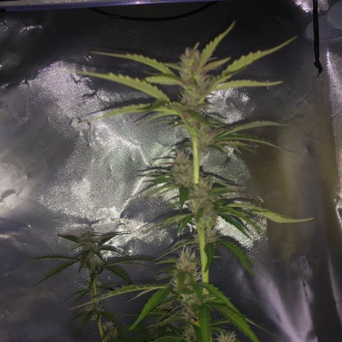 Unknown strain growlog timeline photo