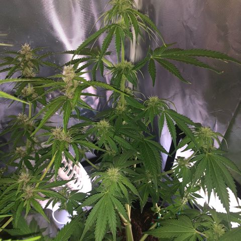 Unknown strain growlog timeline photo