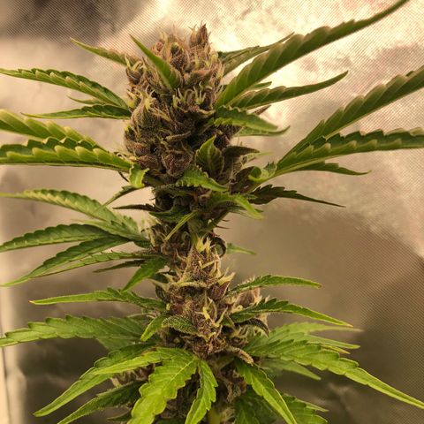 Unknown strain growlog timeline photo