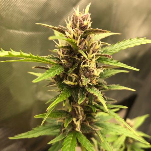 Unknown strain growlog timeline photo