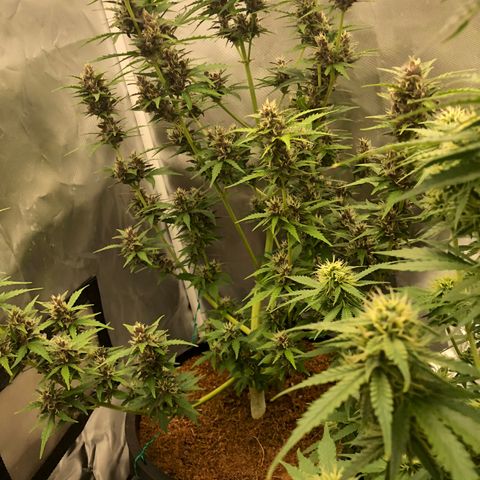 Unknown strain growlog timeline photo