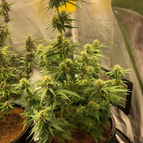 Unknown strain growlog timeline photo