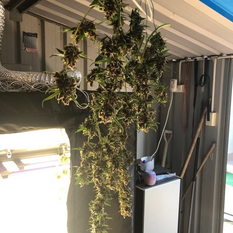 Unknown strain growlog timeline photo