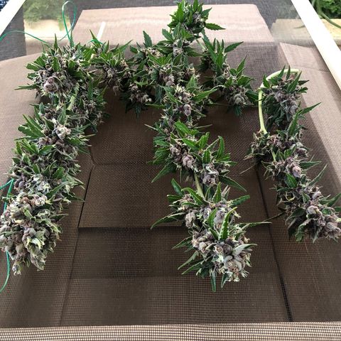 Unknown strain growlog timeline photo