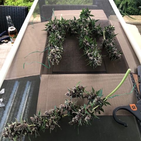 Unknown strain growlog timeline photo
