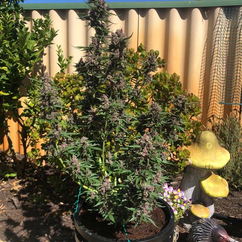 Unknown strain growlog timeline photo