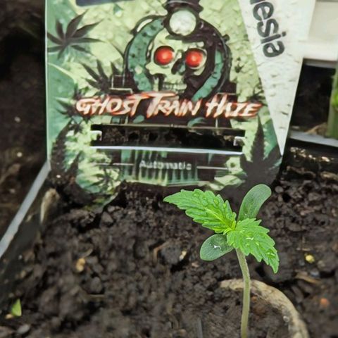 Ghost Train Haze #1 growlog timeline photo