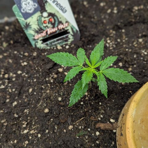 Ghost Train Haze #1 growlog timeline photo