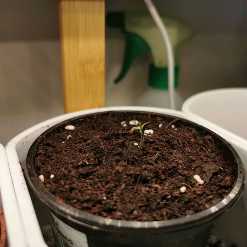 Royal AK Auto growlog timeline photo