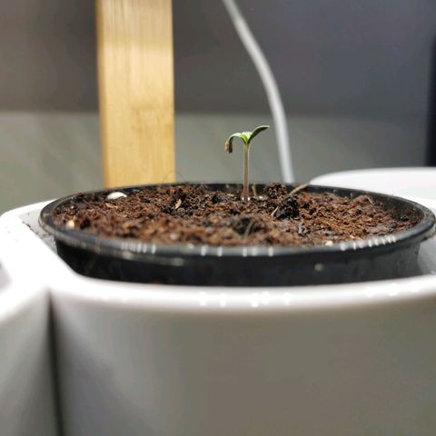 Royal AK Auto growlog timeline photo