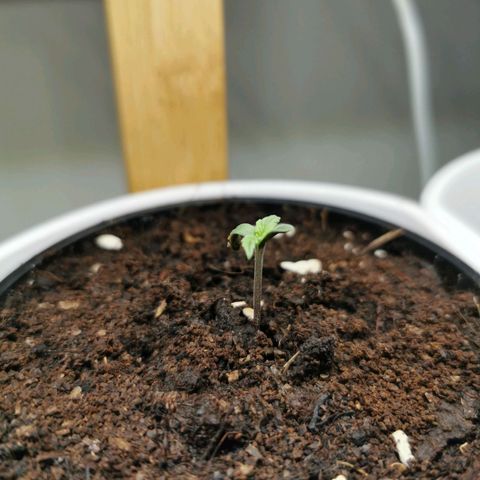 Royal AK Auto growlog timeline photo