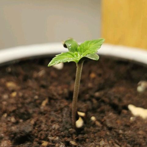 Royal AK Auto growlog timeline photo