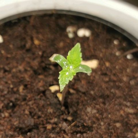 Royal AK Auto growlog timeline photo