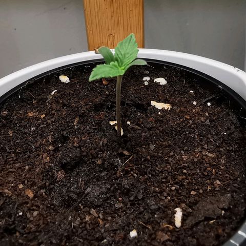 Royal AK Auto growlog timeline photo