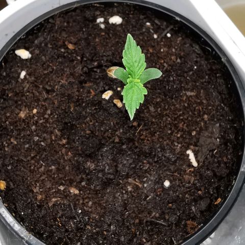 Royal AK Auto growlog timeline photo