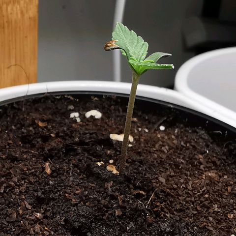 Royal AK Auto growlog timeline photo