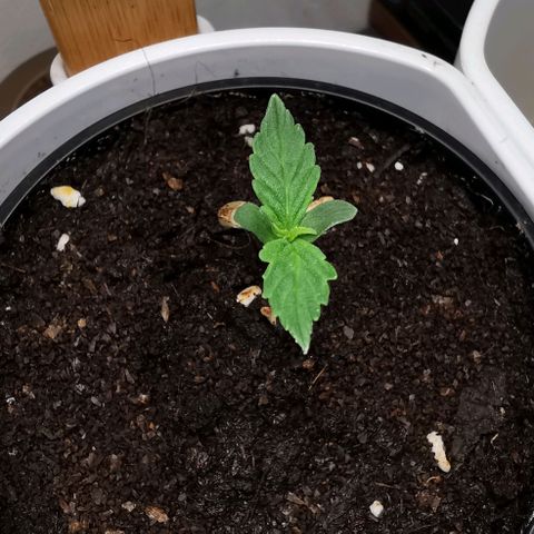 Royal AK Auto growlog timeline photo