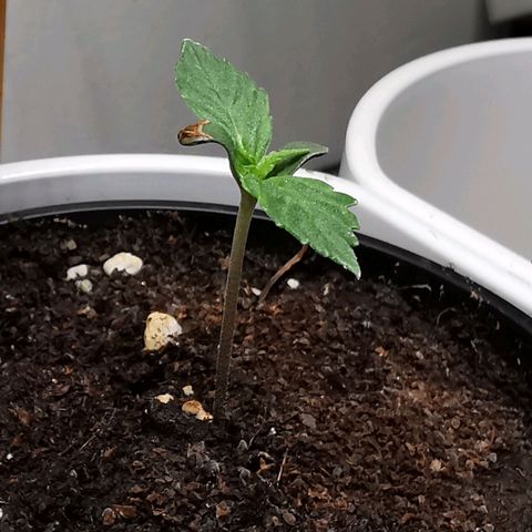 Royal AK Auto growlog timeline photo