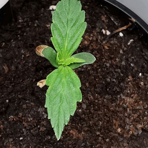 Royal AK Auto growlog timeline photo