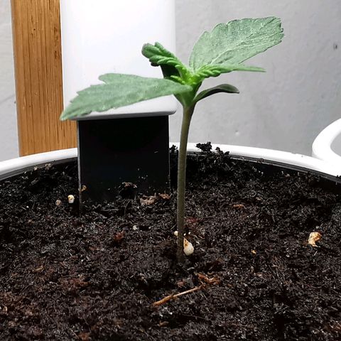 Royal AK Auto growlog photo: Des racines sortent du pot.