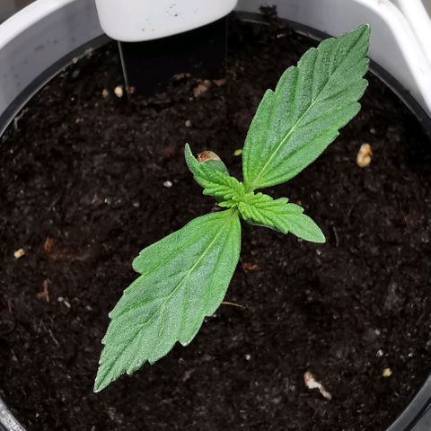Royal AK Auto growlog photo: Des racines sortent du pot.
