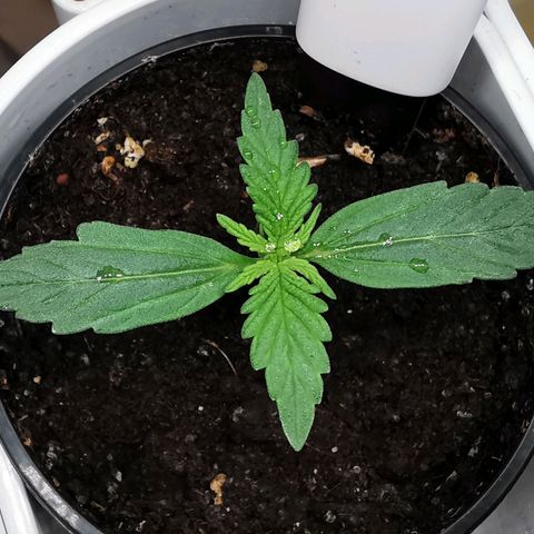 Royal AK Auto growlog timeline photo