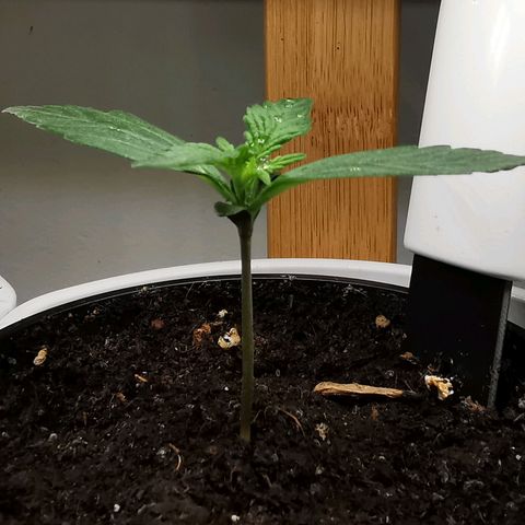 Royal AK Auto growlog timeline photo