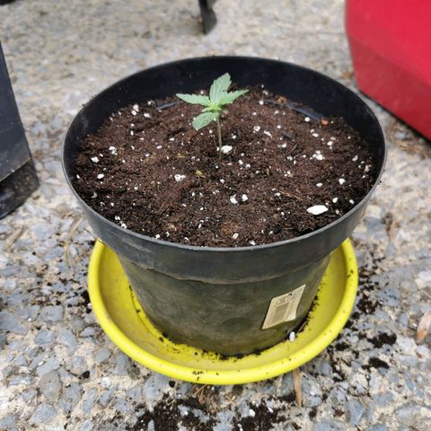 Royal AK Auto growlog timeline photo