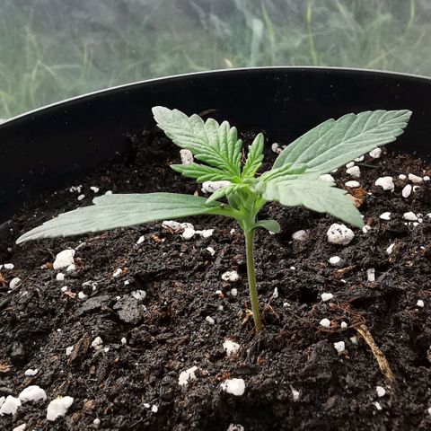 Royal AK Auto growlog timeline photo