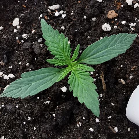 Royal AK Auto growlog timeline photo