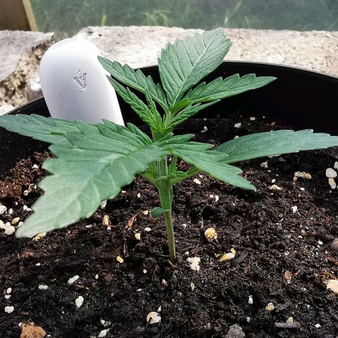 Royal AK Auto growlog timeline photo