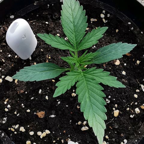 Royal AK Auto growlog timeline photo