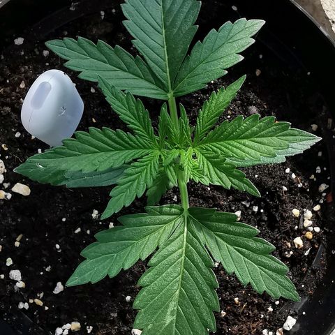 Royal AK Auto growlog timeline photo