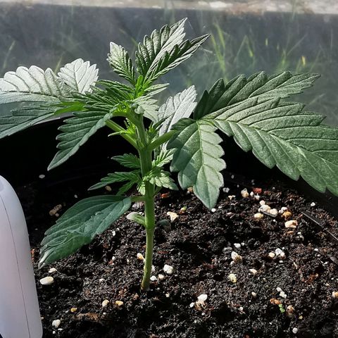 Royal AK Auto growlog timeline photo