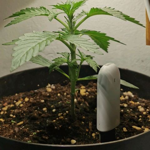 Royal AK Auto growlog timeline photo