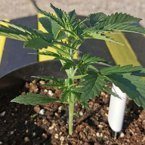 Royal AK Auto growlog timeline photo