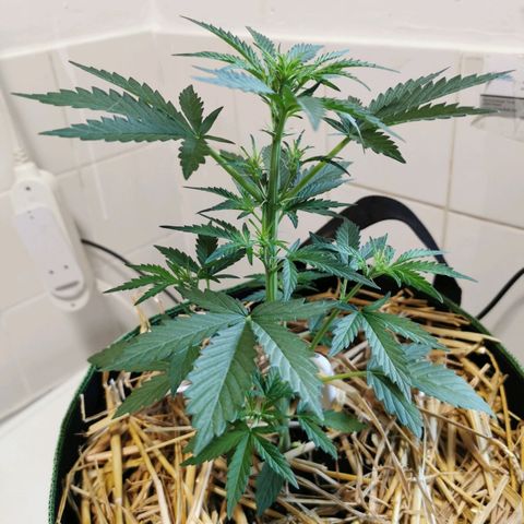 Royal AK Auto growlog timeline photo