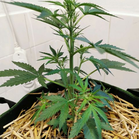 Royal AK Auto growlog timeline photo