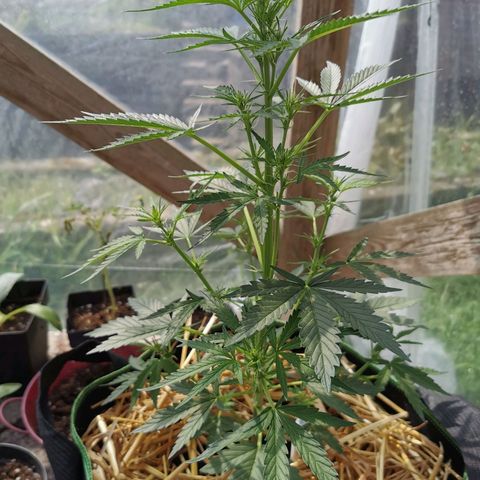 Royal AK Auto growlog timeline photo