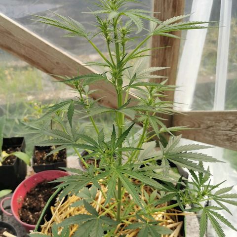 Royal AK Auto growlog timeline photo
