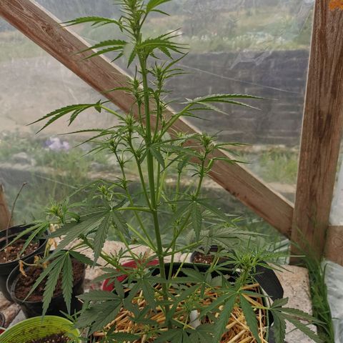 Royal AK Auto growlog timeline photo