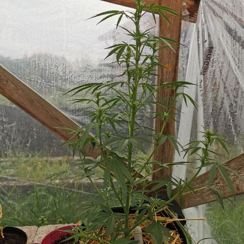 Royal AK Auto growlog timeline photo