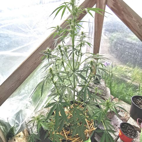 Royal AK Auto growlog timeline photo
